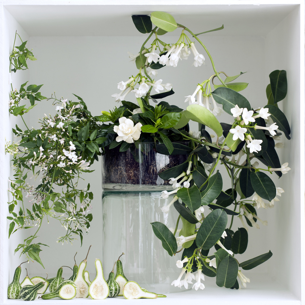 vasthouden bubbel God Witte geurende planten: Woonplanten van de maand maart | Bloemenbureau