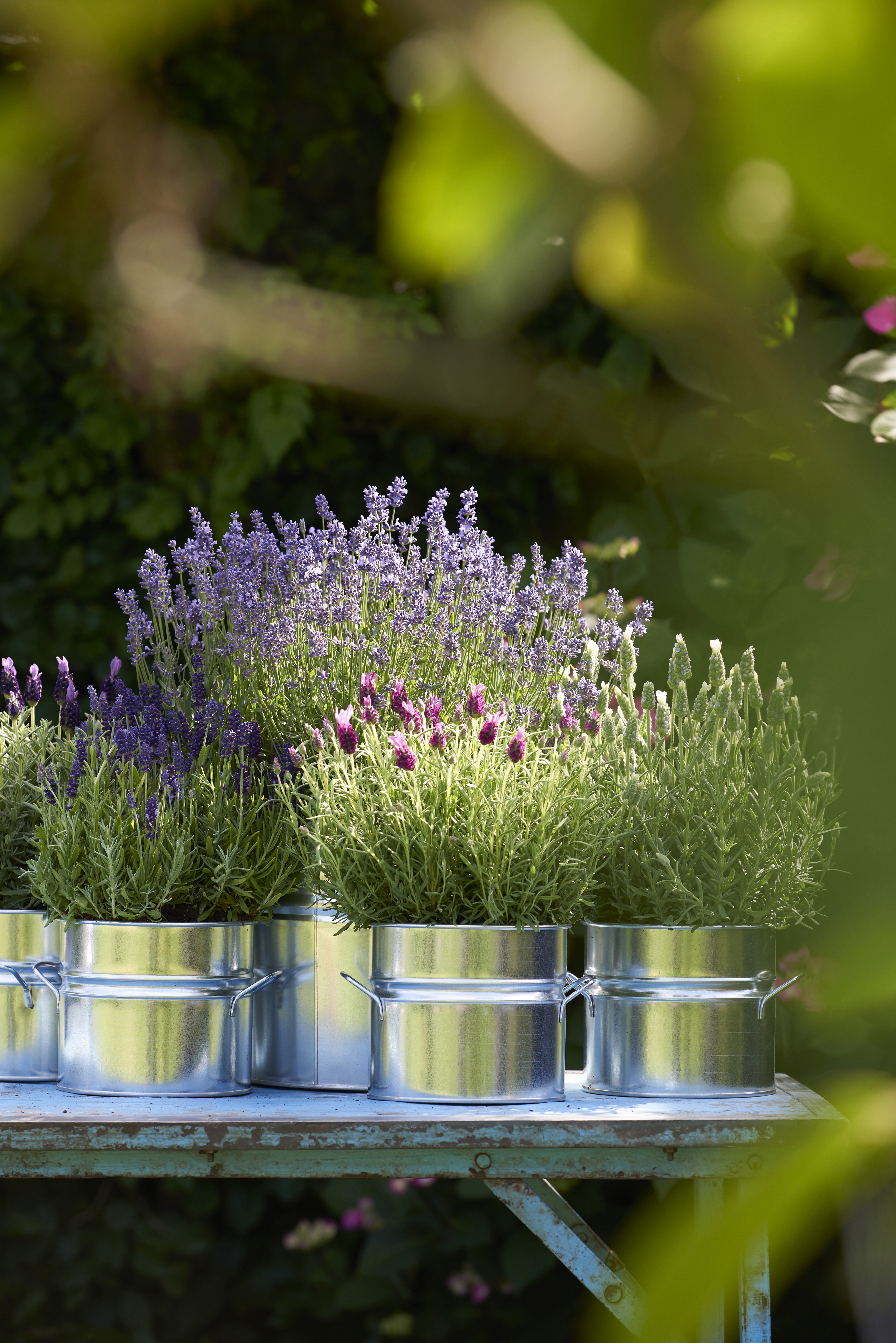 Balkonplant het Jaar Lavendel | Bloemenbureau